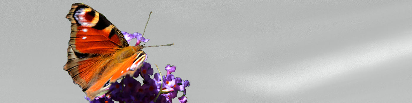 banner_peacock_butterfly